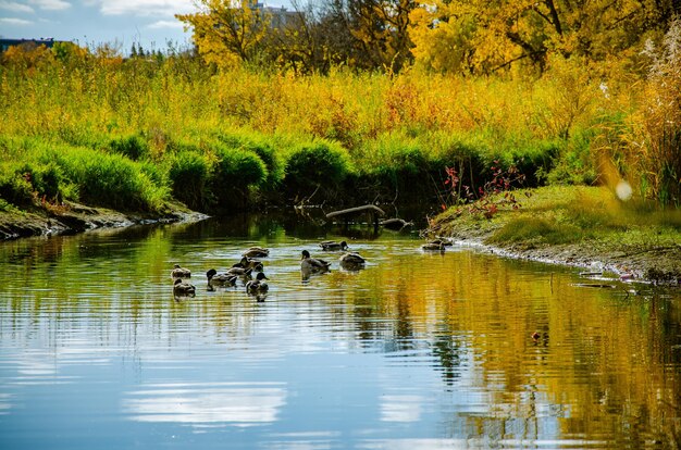 Утки купаются в озере в красивом поле в солнечный день