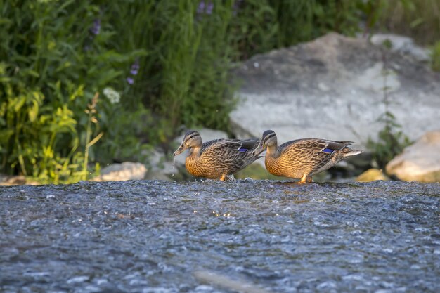 Ducks walking in river water