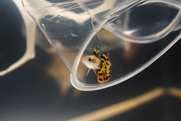 Free photo dumbo betta splendens fighting with plastic materials