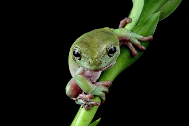 검은 배경으로 나뭇가지에 덤피 개구리 litoria caerulea 근접 촬영