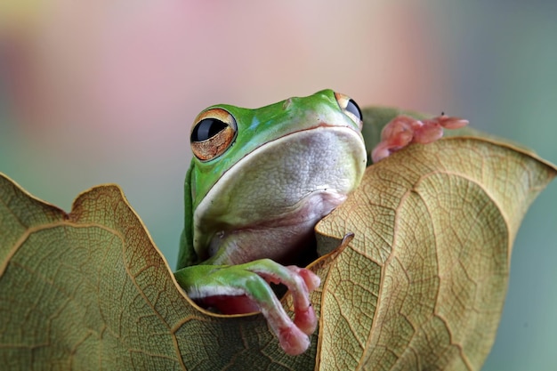 Кустовая лягушка litoria caerulea крупным планом на сухих листьях