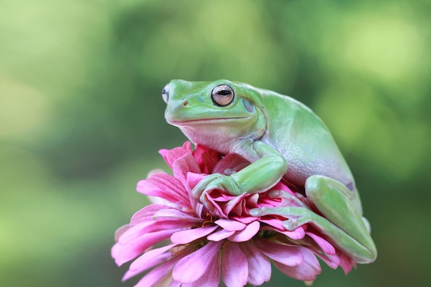 Dumpy frog litoria caerulea on flower dumpy frog on branch tree frog on branch amphibian closeup