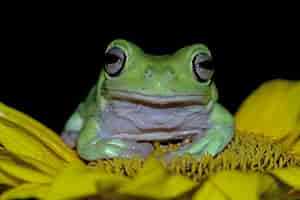 Free photo dumpy frog litoria caerulea on green flower