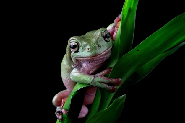 Dumpy frog litoria caerulea on green leaves dumpy frog on branch tree frog on branch amphibian closeup