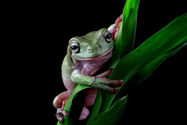 녹색 잎에 덤피 개구리 litoria caerulea 나뭇가지에 덤피 개구리 나뭇가지 양서류 근접 촬영에 나무 개구리