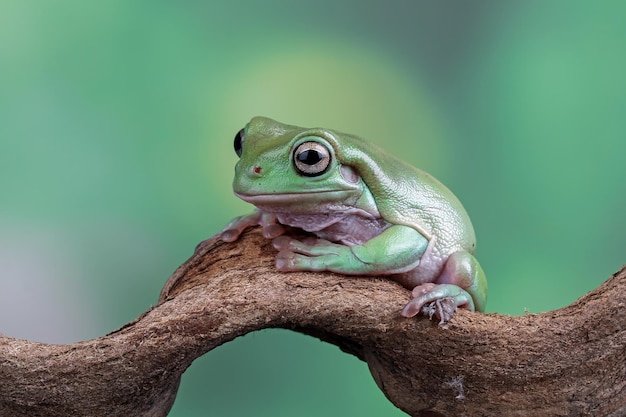 Dumpy frog litoria caerulea on green leaves dumpy frog on branch tree frog on branch amphibian closeup