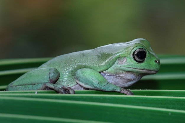 Free photo dumpy frog litoria caerulea on green leaves dumpy frog on branch tree frog on branch amphibian closeup