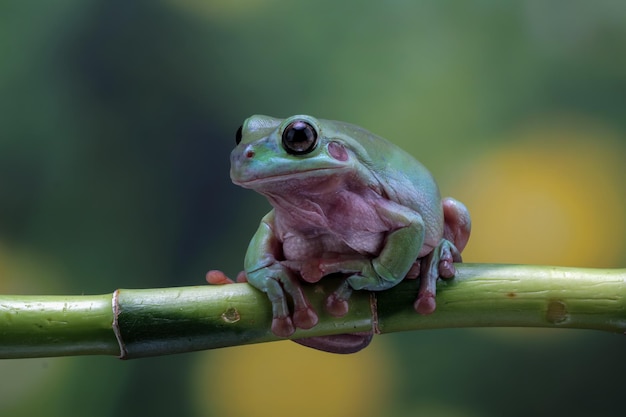 Dumpy frog litoria caerulea on green leaves dumpy frog on branch tree frog on branch amphibian closeup