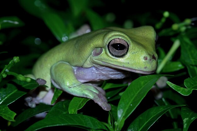 Корявая лягушка litoria caerulea на зеленых листьях корявая лягушка на ветке древесная лягушка на ветке амфибия крупным планом