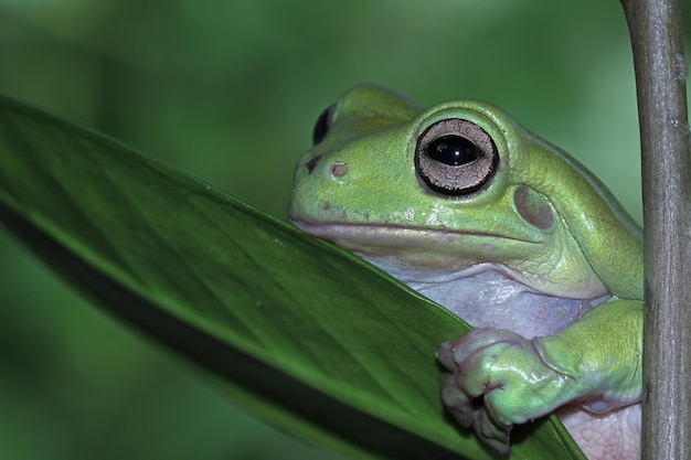 녹색 잎에 덤피 개구리 litoria caerulea 나뭇가지에 덤피 개구리 나뭇가지 양서류 근접 촬영에 나무 개구리