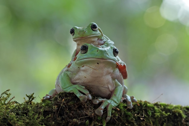 Dumpy frog litoria caerulea on green leaves dumpy frog on branch tree frog on branch amphibian closeup