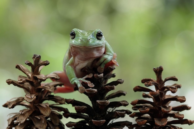 Free photo dumpy frog litoria caerulea on green leaves dumpy frog on branch tree frog on branch amphibian closeup