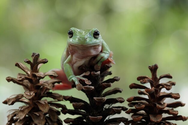 Dumpy frog litoria caerulea on green leaves dumpy frog on branch tree frog on branch amphibian closeup