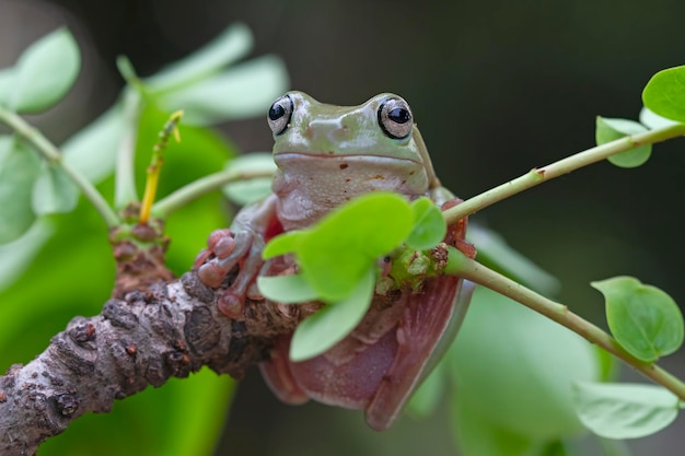 녹색 잎에 덤피 개구리 litoria caerulea 나뭇가지에 덤피 개구리 나뭇가지 양서류 근접 촬영에 나무 개구리