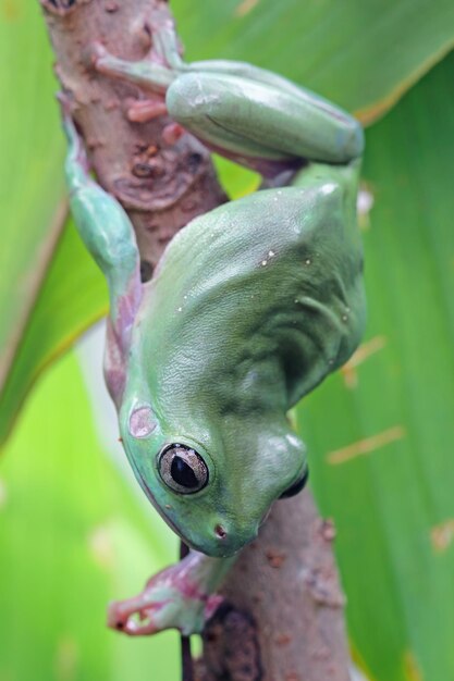 Dumpy frog litoria caerulea on green leaves dumpy frog on branch tree frog on branch amphibian closeup