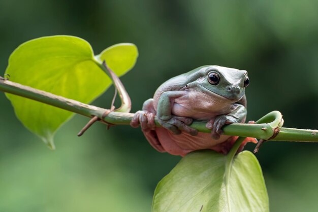 녹색 잎에 덤프 개구리 litoria caerulea 지점에 덤프 개구리 지점에 나무 개구리