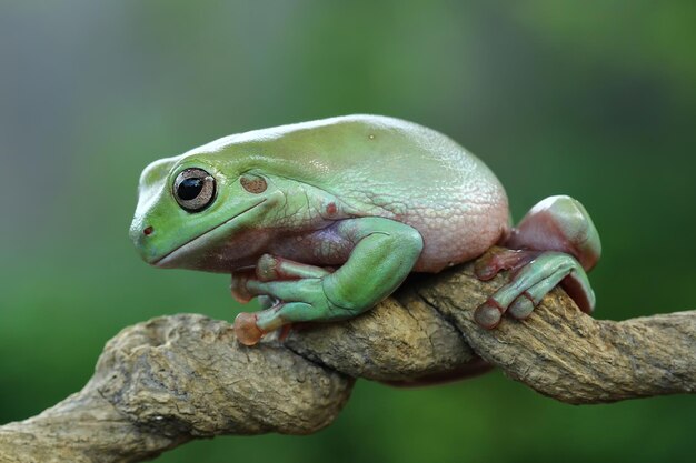 녹색 잎에 덤피 개구리 litoria caerulea 나뭇가지에 덤피 개구리