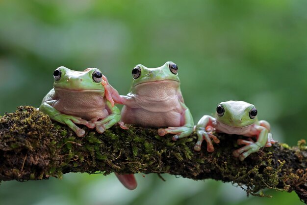 녹색 잎에 덤피 개구리 litoria caerulea 나뭇가지에 덤피 개구리