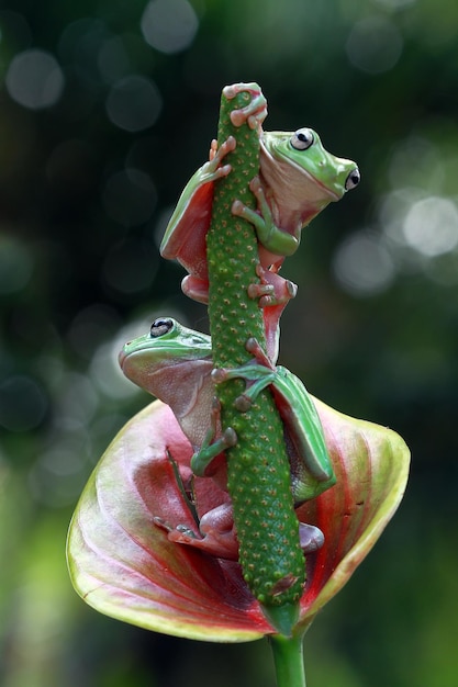 Корявая лягушка litoria caerulea на зеленых листьях Корявая лягушка на ветке