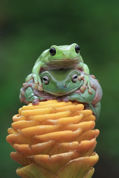 Dumpy frog litoria caerulea on green leaves dumpy frog on yellow bud tree frog on branch amphibian closeup