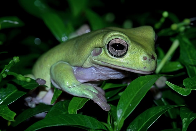 Бесплатное фото Корявая лягушка litoria caerulea на зеленых листьях корявая лягушка на ветке древесная лягушка на ветке амфибия крупным планом