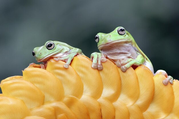 노란 꽃 봉오리에 덤피 개구리 litoria caerulea