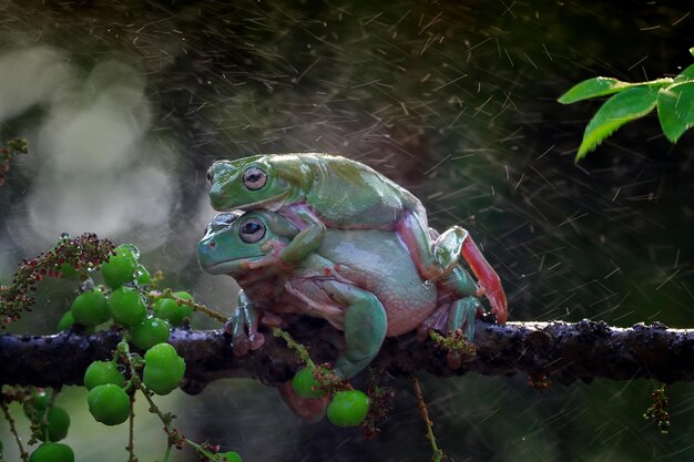 Dumpy frog sitting on branch Austyralian white tree frog on green leaves