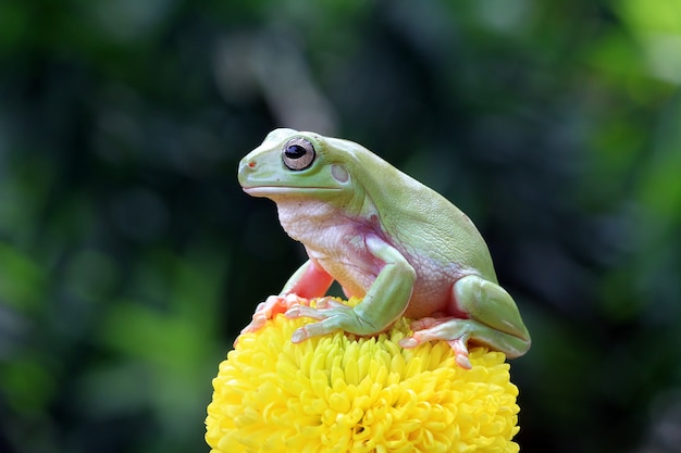 Dumpy frog sitting on green flower