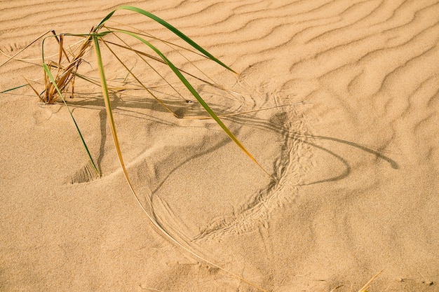 Дюна, свежая трава лайма в песке на пляже у Черного моря, выборочный фокус. Ветреный день, следы травы на песке