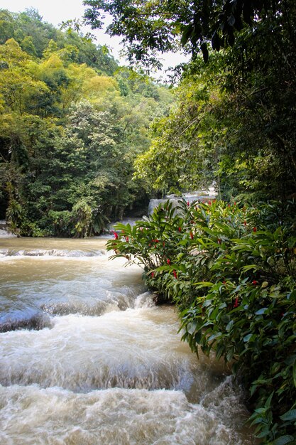 Водопады реки Даннс на Ямайке в парке водопадов Даннс-Ривер