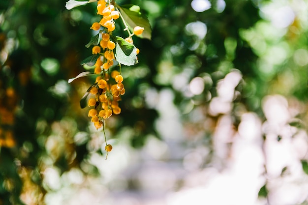 Duranta erecta fruits hanging down from branches