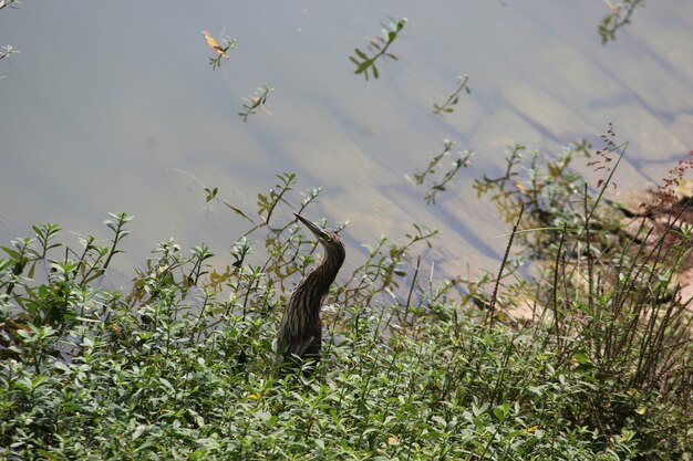 Dutch angle shot of an indian pond heron