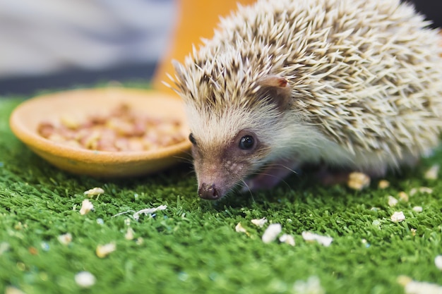 模倣緑豊かな庭園で食べ物を食べる矮性のヤマアラシ