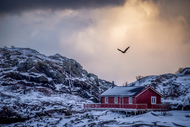 Free photo eagle flight