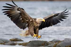 Free photo eagle hunting in river