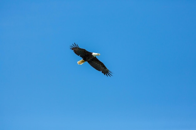 Foto gratuita aquila