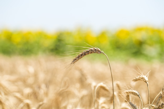 Free photo ear of wheat close-up on the field