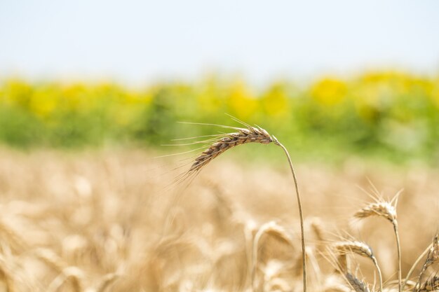 ear of wheat close-up on the field