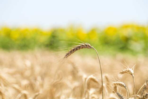 ухо пшеницы крупным планом на поле