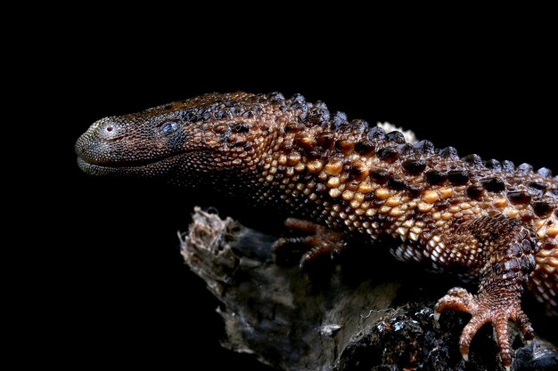 Earless Monitor Lanthanotus borneensis closeup on head Earless Monitor closeup head with black background