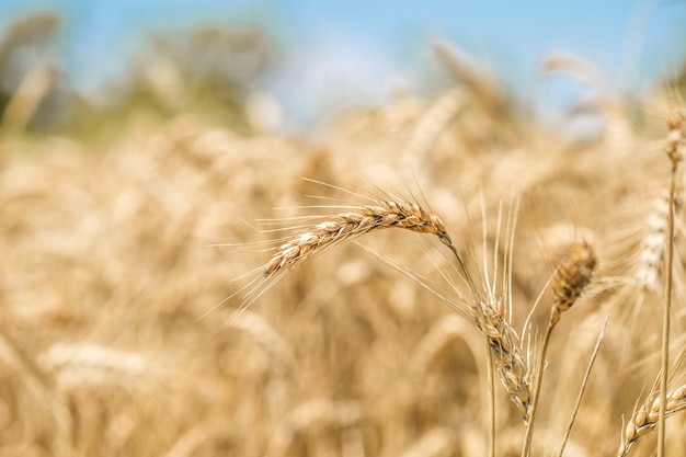 Ears of wheat close-up on the field