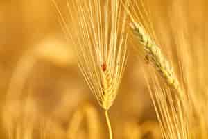 Free photo ears of wheat and a ladybug on a spikelet on a background