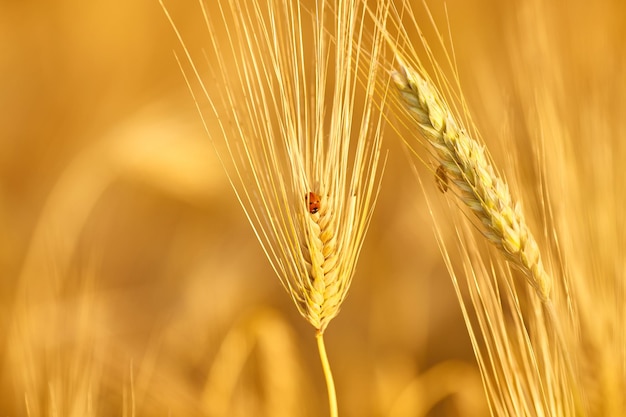 小麦の穂と背景の小穂のてんとう虫