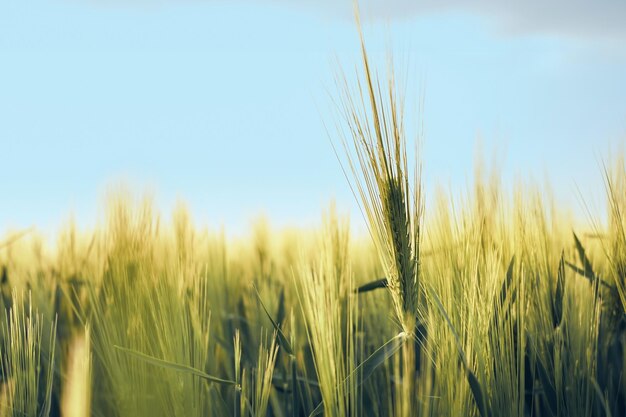 フィールドの若い緑のライ麦の耳青い空を背景に日没の日光の田園風景選択的なソフトフォーカス浅い被写界深度