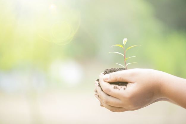 Earth Day In the hands of trees growing seedlings. Female hand holding tree on nature field grass. 