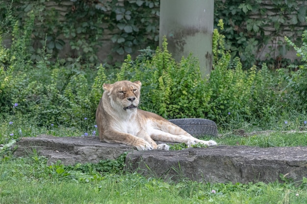 Восточноафриканский лев сидит на земле в окружении зелени в зоопарке