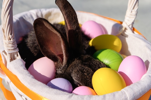 Easter brown rabbit with brown eyes hidding in a wooden white basket with a colorful ribbon