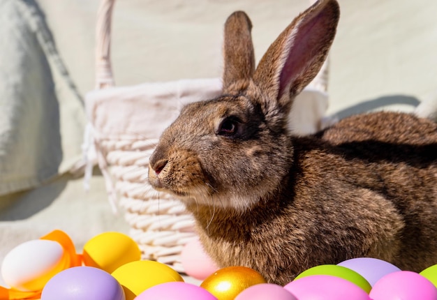 Easter brown rabbit with brown eyes near a wooden white basket with a colorful ribbon and Easter egg