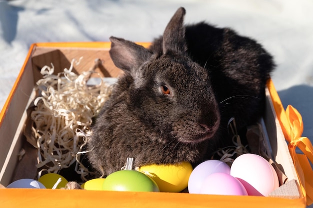 Easter brown rabbit with brown eyes in a wooden white basket with a colorful ribbon and Easter eg