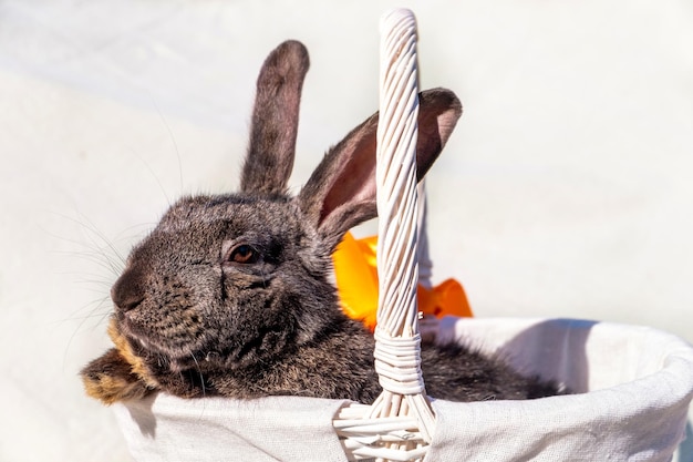 Easter brown rabbit with brown eyes in a wooden white basket with an orange ribbon